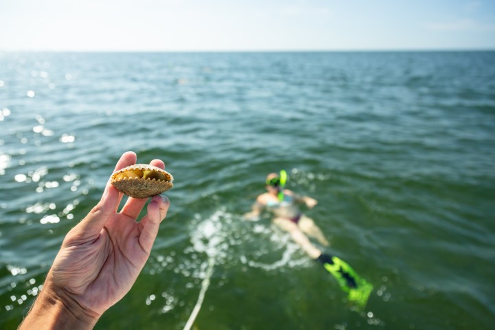 Hand holding a seashell, blurred snorkeler in ocean background.