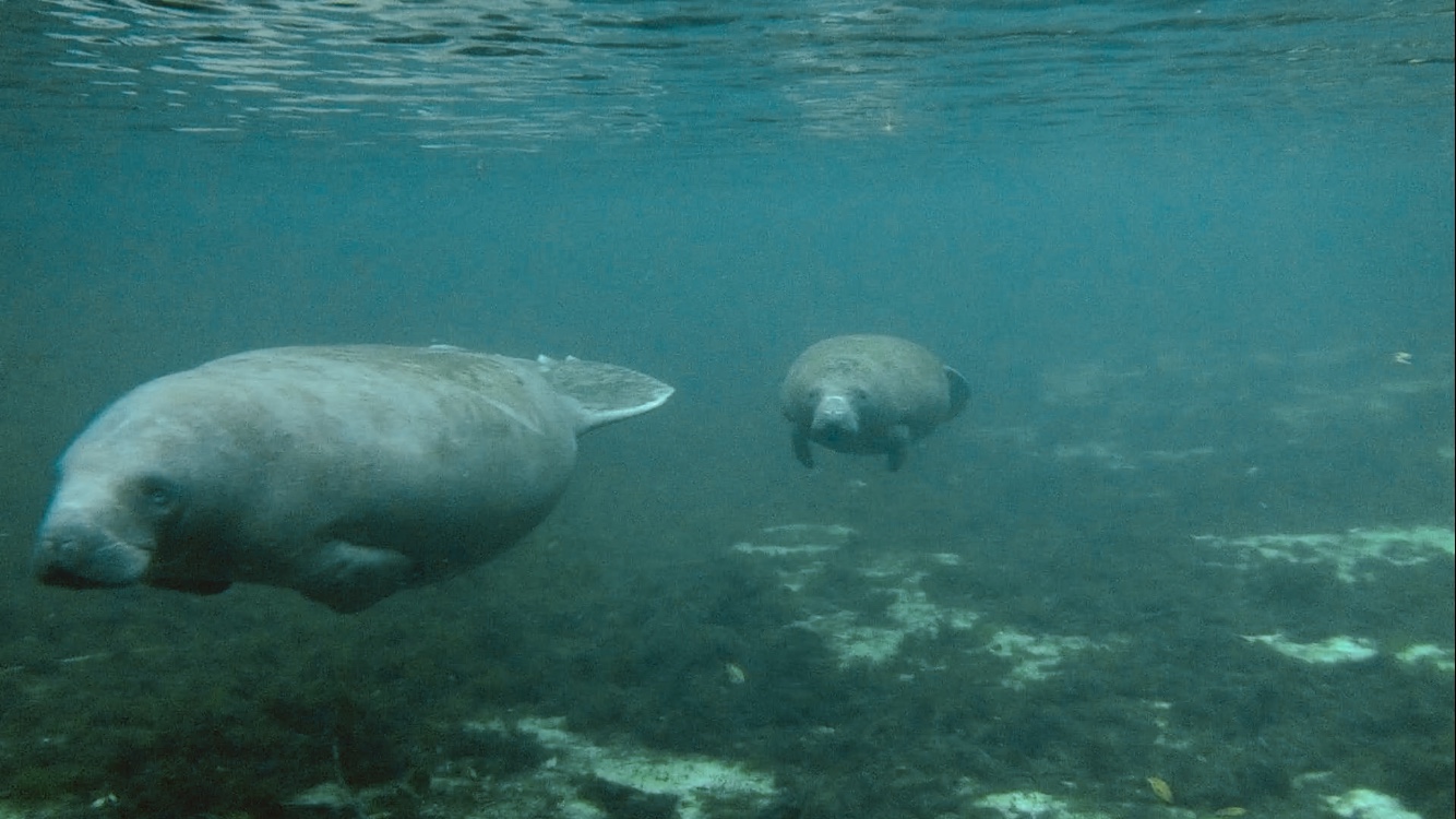 About Us | Homosassa Manatee Snorkeling