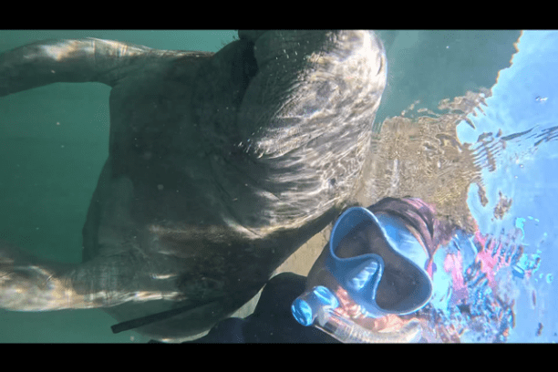 Person snorkeling underwater near a large manatee.