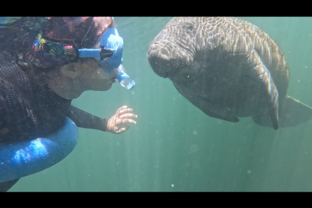 Person snorkeling underwater near a manatee