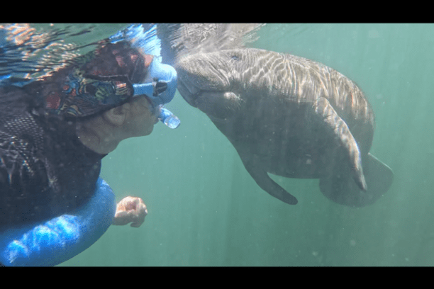 Person snorkeling and interacting with a manatee underwater.
