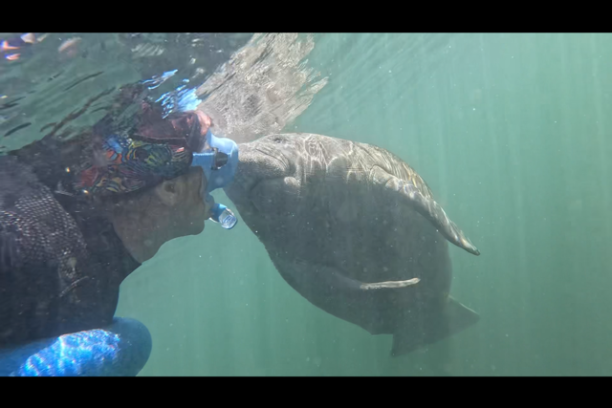 Person snorkeling, nose-to-nose with a manatee underwater