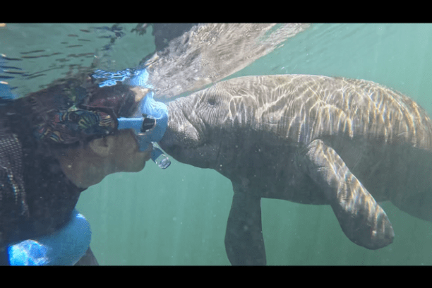 Person snorkeling underwater with a manatee in clear water.