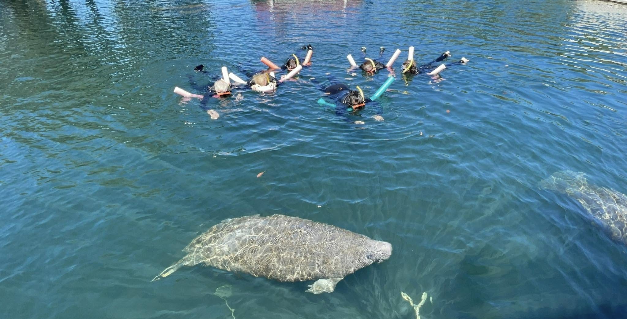 Homosassa Manatees Madness Tour | Homosassa Manatee Snorkeling