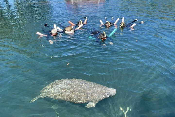 a flock of seagulls are swimming in a body of water
